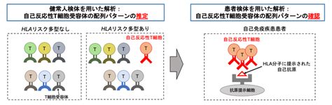 hla遺伝子 キス|恋愛と免疫｜心理学エッセンス｜たちばなエクー